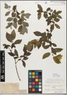 Foto von Salix myrsinifolia Salisb.